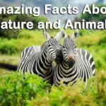 Amazing Facts About Nature and Animals