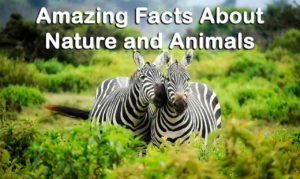 Amazing Facts About Nature and Animals