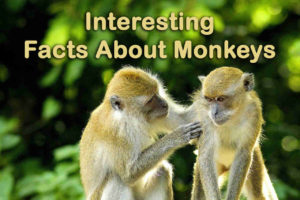 Interesting Facts About Monkeys - Learn About Monkeys