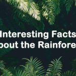 Interesting Facts About the Rainforest