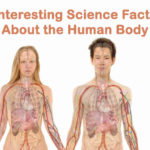 Interesting Science Facts About the Human Body