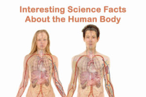 Interesting Science Facts About the Human Body