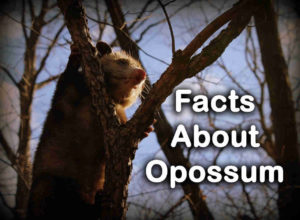 Opossum Description, Behaviour, Habitat, Reproduction, History & Interesting Facts