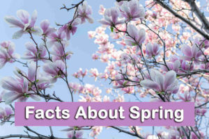 10 Facts About Spring