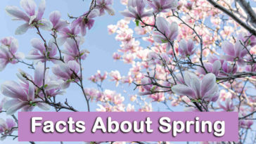 10 Facts About Spring