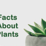 10 Interesting Facts About Plants