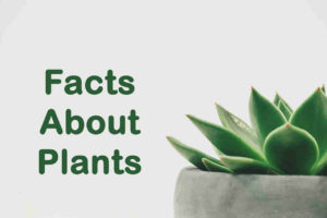 10 Interesting Facts About Plants