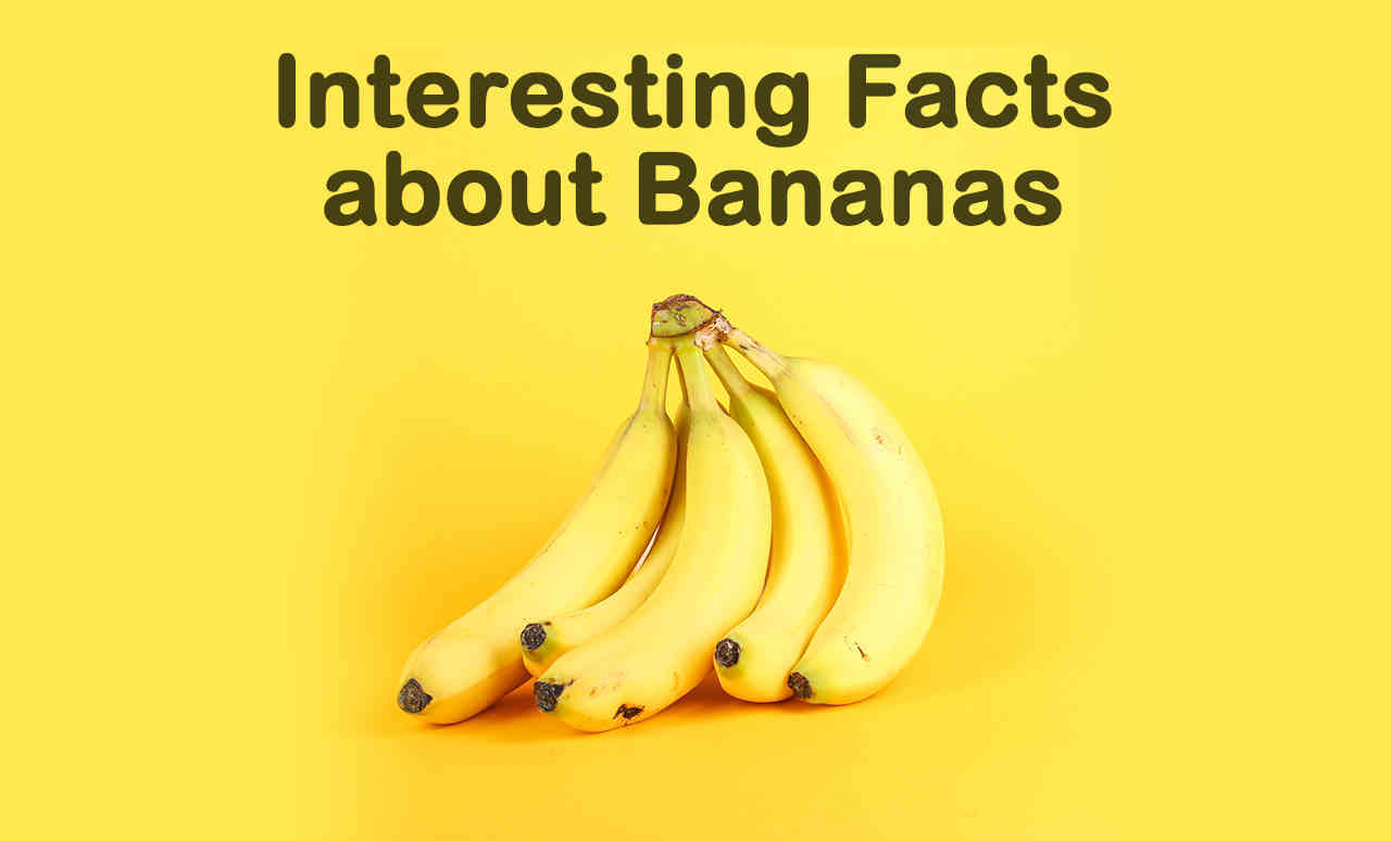 10 Interesting Facts about Bananas