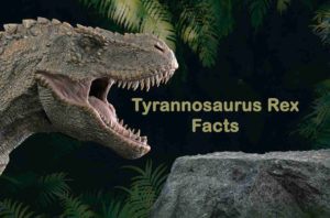 7 Interesting Tyrannosaurus Rex Facts - T Rex Facts