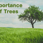Essay on Importance of Trees