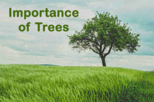 Essay on Importance of Trees