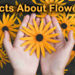 Top 10 Facts About Flowers