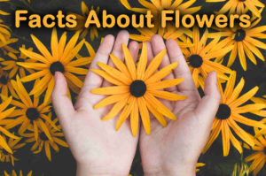 Top 10 Facts About Flowers
