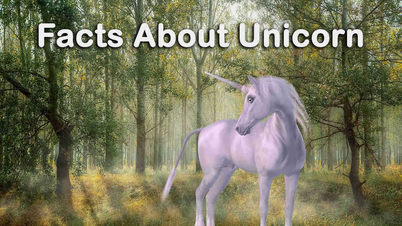 long essay on unicorn