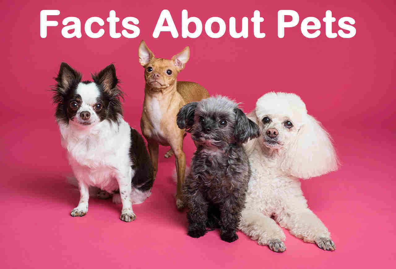 35 Amazing Facts About Pets
