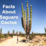 8 Facts About Saguaro Cactus