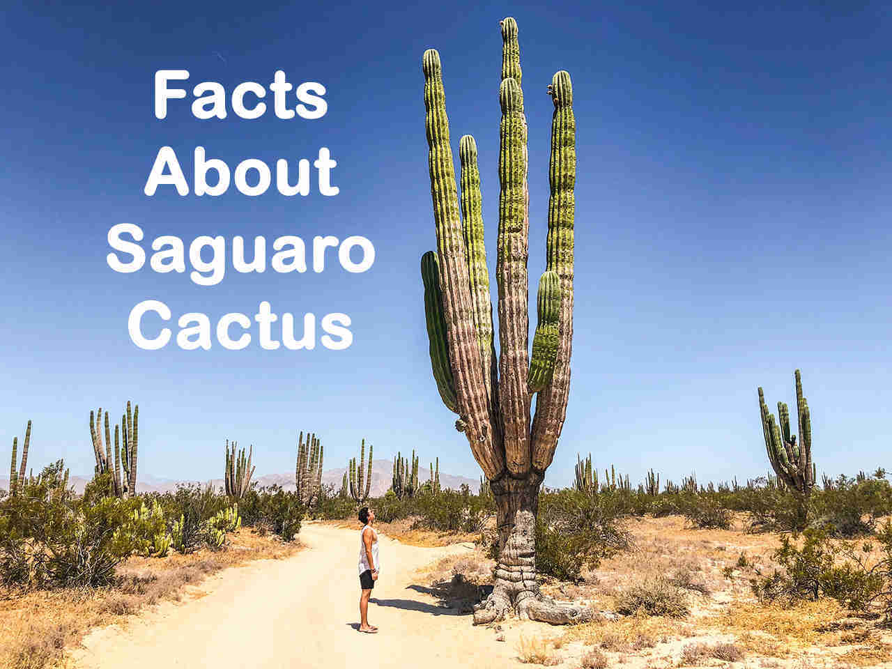 8 Facts About Saguaro Cactus Topessaywriter