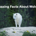 How Much Do You Know About Wolves - Amazing Facts About Wolves