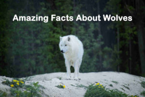 How Much Do You Know About Wolves - Amazing Facts About Wolves