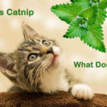 What Is Catnip And What Does It Do