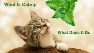 What Is Catnip And What Does It Do