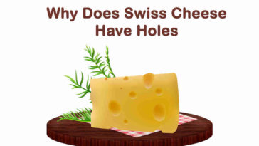 Why Does Swiss Cheese Have Holes - Swiss Cheese Facts
