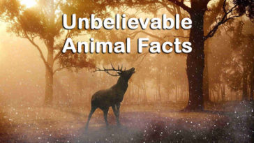 12 Unbelievable Animal Facts That Are Actually True
