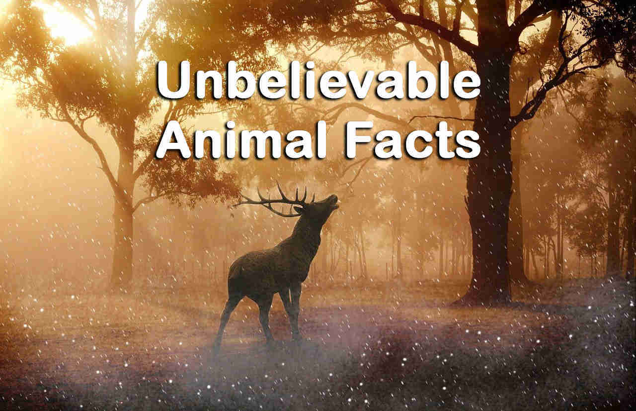 12 Unbelievable Animal Facts That Are Actually True - Topessaywriter