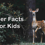 25 Deer Facts For Kids - Learn More About Deer