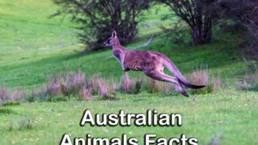Amazing Australian Animals Facts You Didn't Know