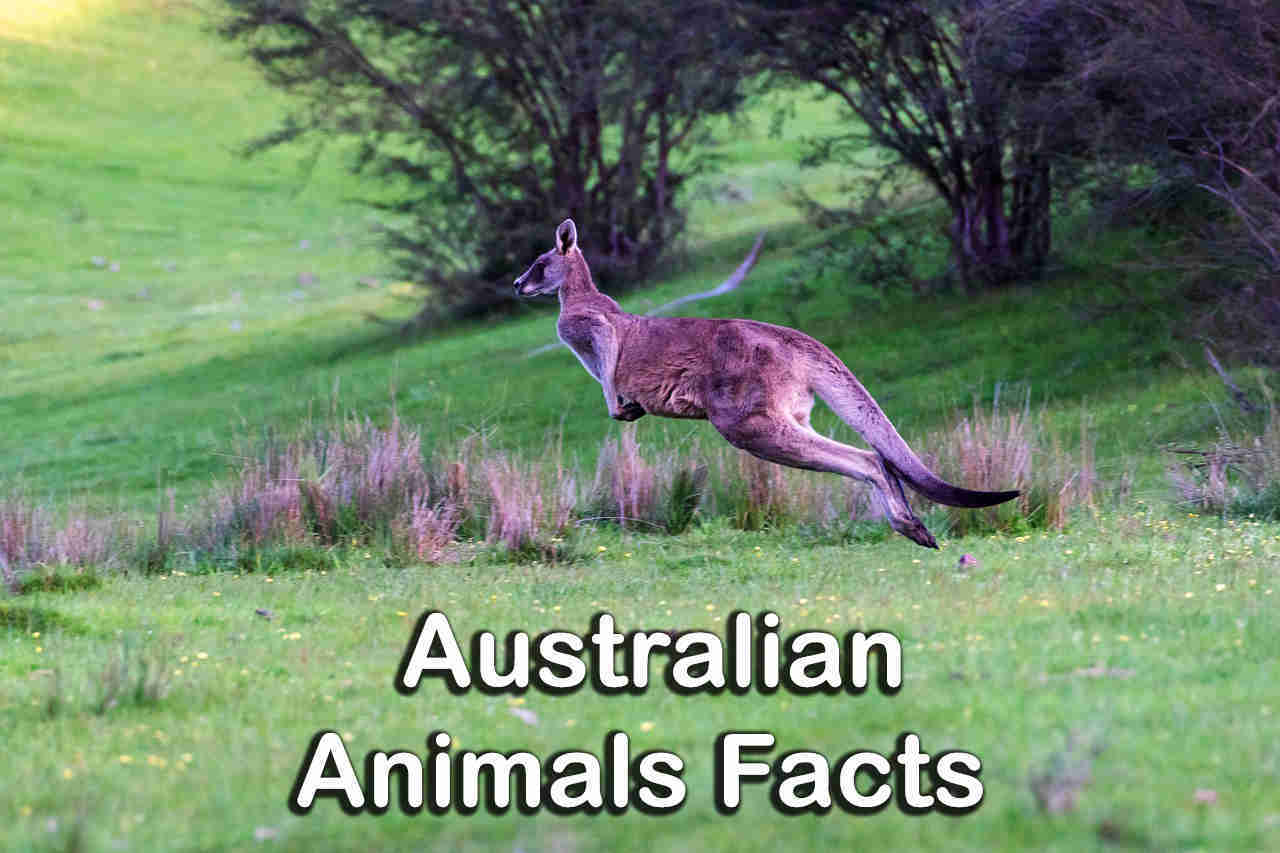 Amazing Australian Animals Facts You Didn't Know - Topessaywriter