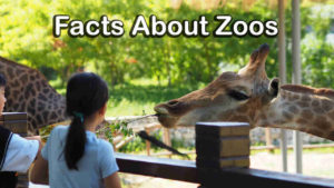 Top 10 Facts About Zoos