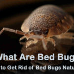 What are Bed Bugs - How to Get Rid of Bed Bugs Naturally