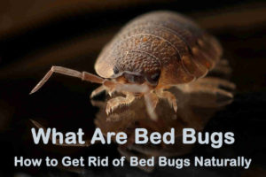 What are Bed Bugs - How to Get Rid of Bed Bugs Naturally