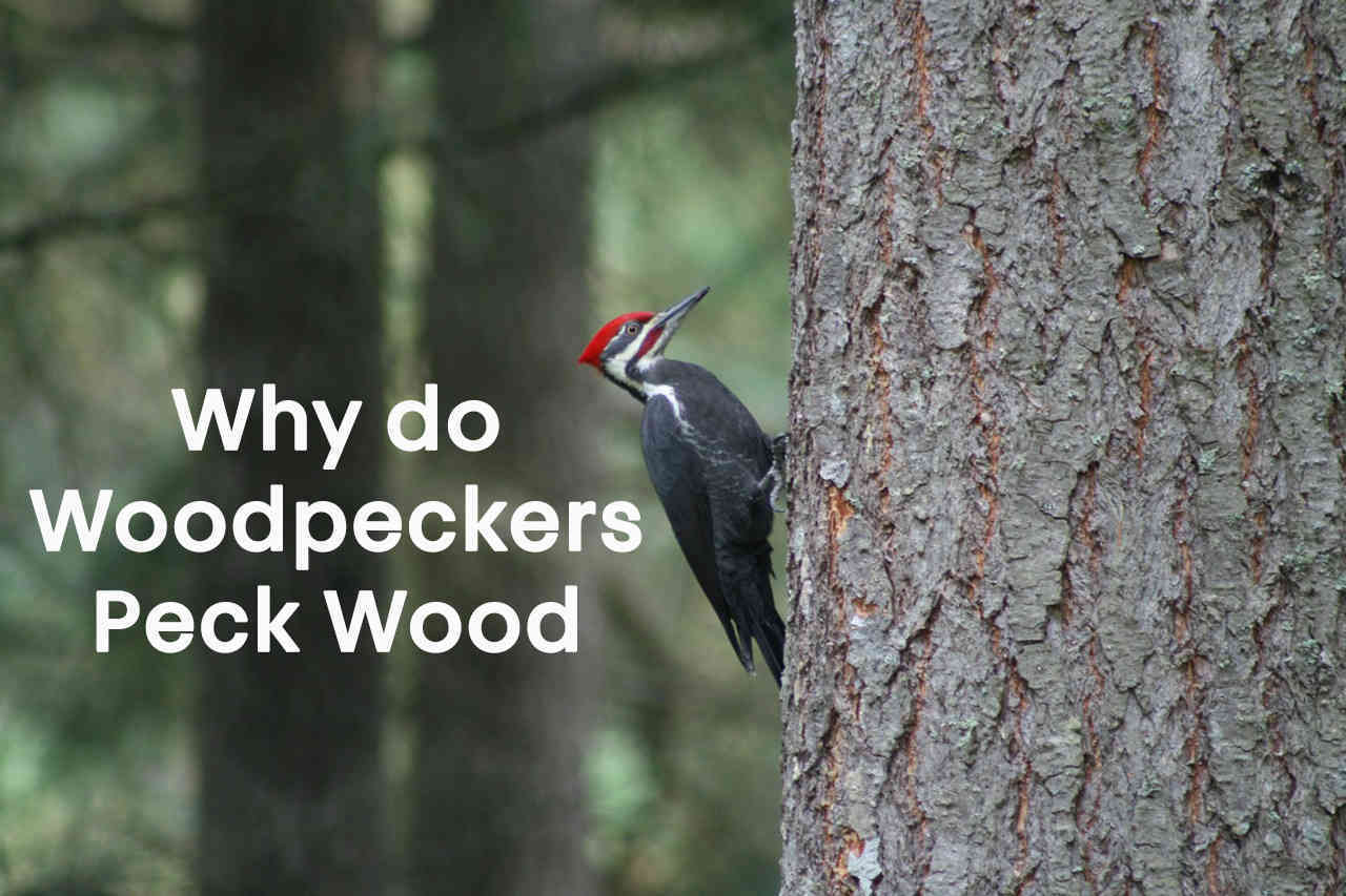 Why do Woodpeckers Peck Wood