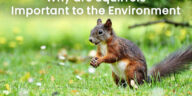 Why are Squirrels Important to the Environment