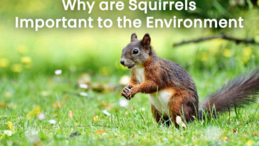 Why are Squirrels Important to the Environment
